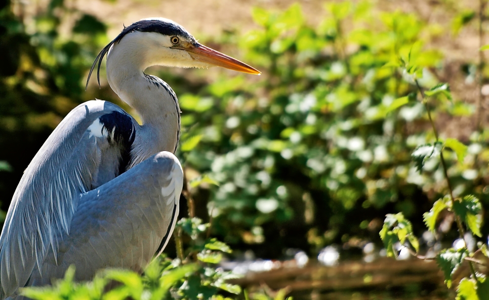 Grey heron in sunny tree WWT.jpg